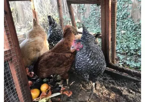 Chicken Coop and 7 laying hens